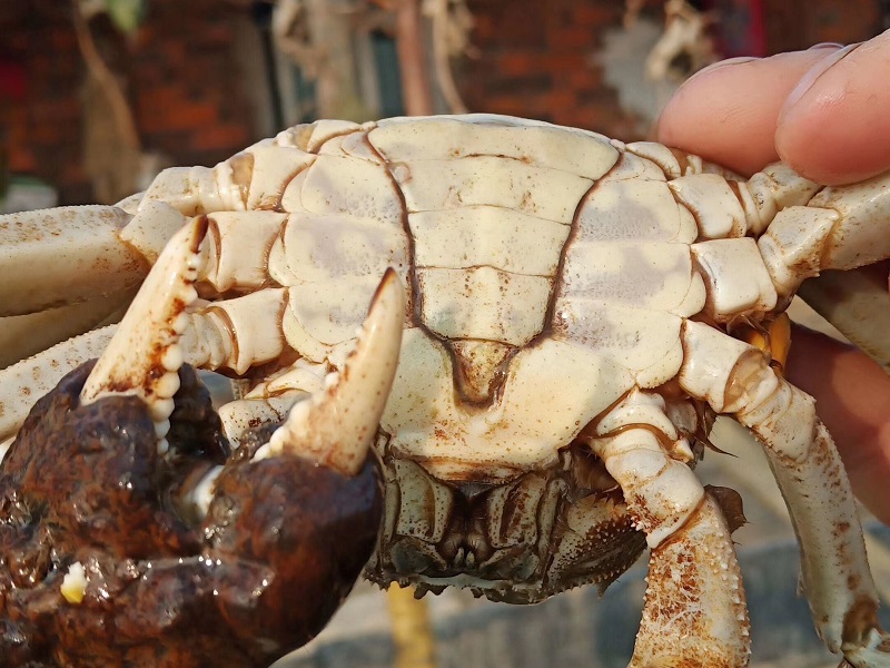 大闸蟹死了能吃吗？